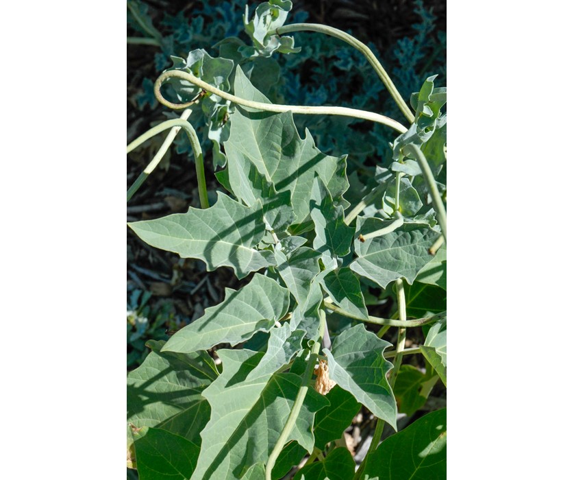 Sacred Datura